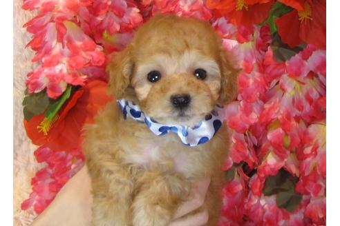 成約済の茨城県のトイプードル-31129の2枚目