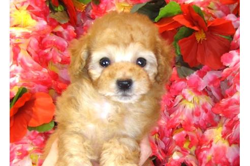 成約済の茨城県のトイプードル-31129の3枚目