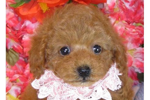 成約済の茨城県のトイプードル-31130の1枚目