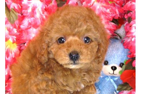 成約済の茨城県のトイプードル-31130の2枚目