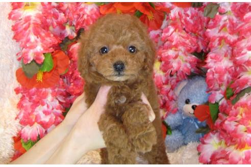 成約済の茨城県のトイプードル-31130の3枚目