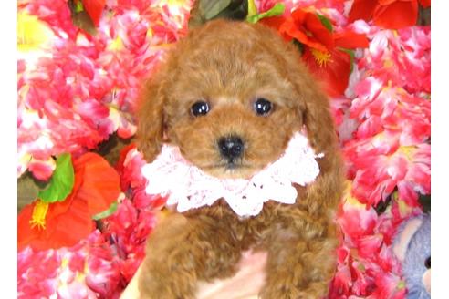 成約済の茨城県のトイプードル-31130の5枚目