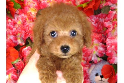 成約済の茨城県のトイプードル-31131の1枚目