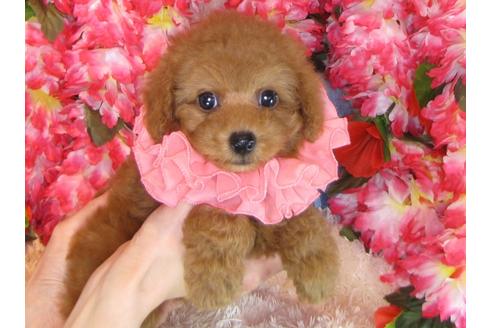 成約済の茨城県のトイプードル-31131の3枚目