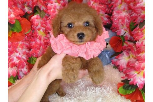 成約済の茨城県のトイプードル-31131の4枚目