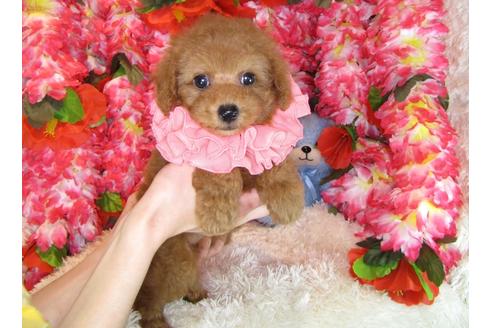 成約済の茨城県のトイプードル-31131の5枚目