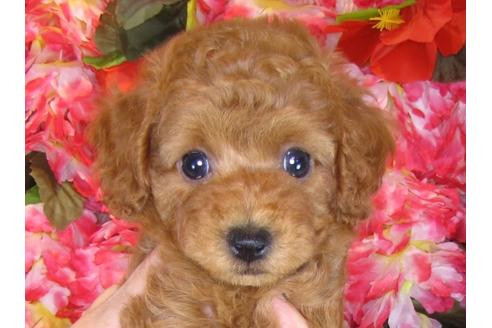 成約済の茨城県のトイプードル-31132の1枚目