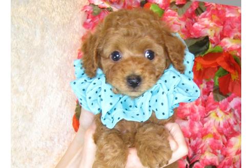 成約済の茨城県のトイプードル-31132の2枚目