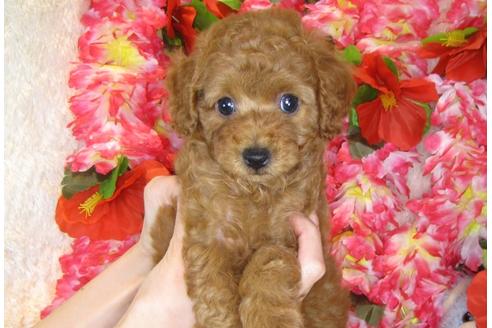 成約済の茨城県のトイプードル-31132の3枚目