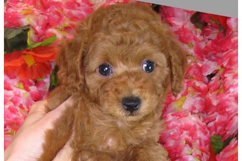 成約済の茨城県のトイプードル-31132の4枚目