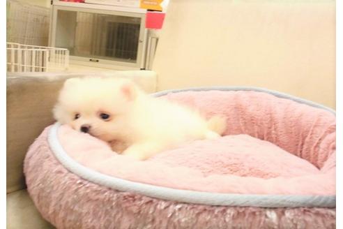 成約済の大阪府のポメラニアン-31151の2枚目