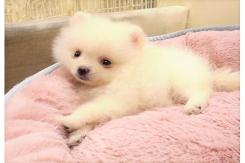 成約済の大阪府のポメラニアン-31151の1枚目