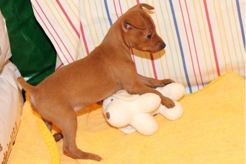 成約済の愛知県のミニチュアピンシャー(ミニピン)-30230の5枚目