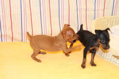 成約済の愛知県のミニチュアピンシャー(ミニピン)-30230の4枚目