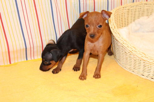 成約済の愛知県のミニチュアピンシャー(ミニピン)-30230の3枚目