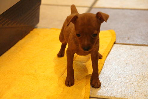 成約済の愛知県のミニチュアピンシャー(ミニピン)-30230の2枚目