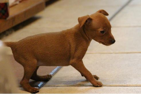 成約済の愛知県のミニチュアピンシャー(ミニピン)-30230の1枚目