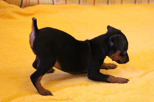 成約済の愛知県のミニチュアピンシャー(ミニピン)-30229の5枚目