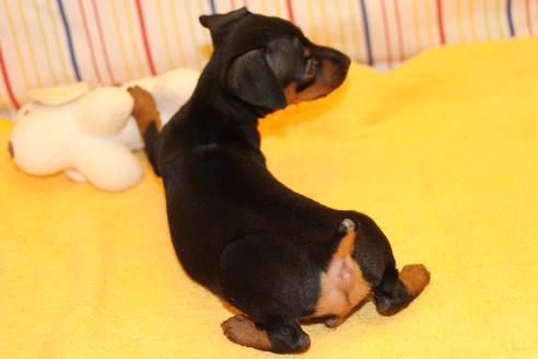 成約済の愛知県のミニチュアピンシャー(ミニピン)-30229の4枚目