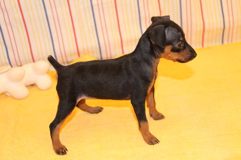 成約済の愛知県のミニチュアピンシャー(ミニピン)-30229の2枚目