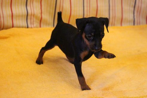 成約済の愛知県のミニチュアピンシャー(ミニピン)-30229の1枚目