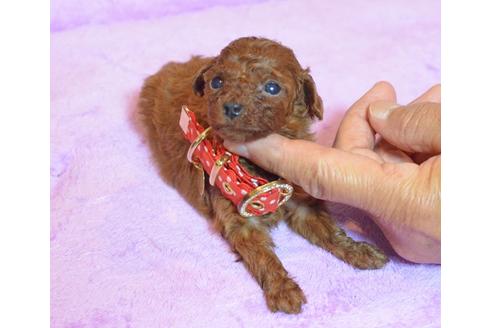 成約済の埼玉県のトイプードル-30633の1枚目