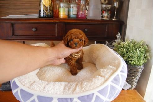 成約済の埼玉県のトイプードル-31219の4枚目