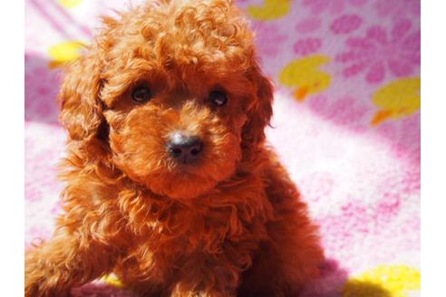 成約済の茨城県のトイプードル-31224の1枚目