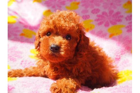 成約済の茨城県のトイプードル-31224の2枚目