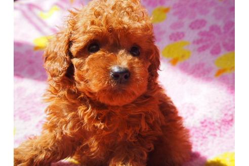 成約済の茨城県のトイプードル-31224の3枚目