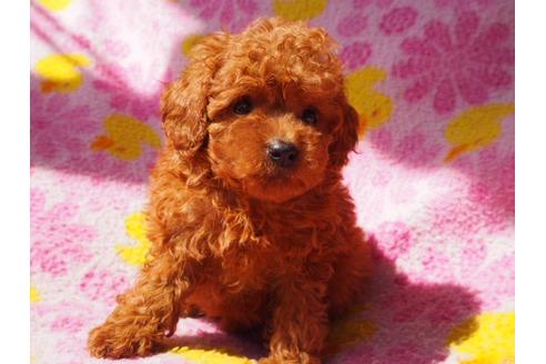 成約済の茨城県のトイプードル-31224の4枚目