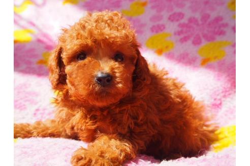 成約済の茨城県のトイプードル-31224の5枚目