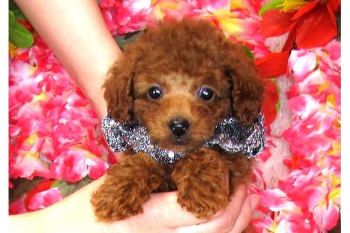 成約済の茨城県のトイプードル-31236の2枚目