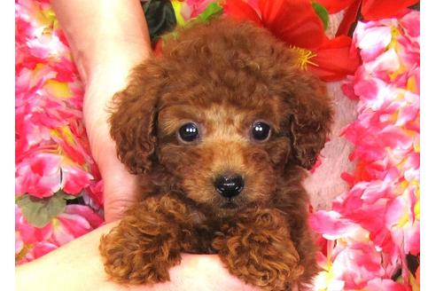 成約済の茨城県のトイプードル-31236の3枚目