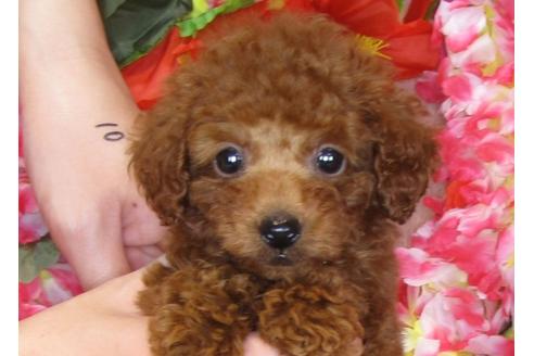 成約済の茨城県のトイプードル-31236の4枚目