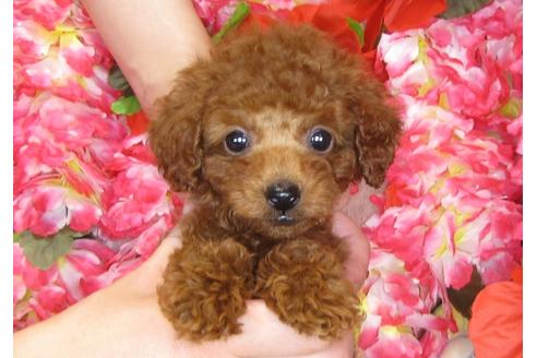 成約済の茨城県のトイプードル-31236の5枚目