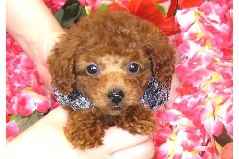 成約済の茨城県のトイプードル-31236の1枚目