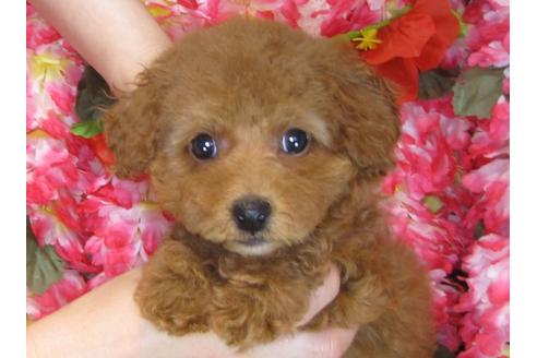 成約済の茨城県のトイプードル-31237の1枚目