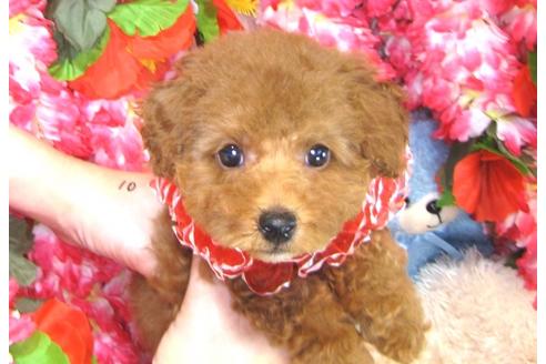 成約済の茨城県のトイプードル-31237の2枚目