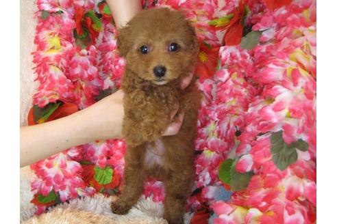 成約済の茨城県のトイプードル-31237の3枚目