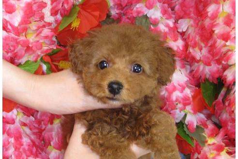 成約済の茨城県のトイプードル-31237の4枚目