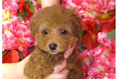 成約済の茨城県のトイプードル-31237の5枚目