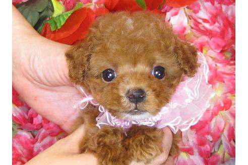 成約済の茨城県のトイプードル-31238の1枚目