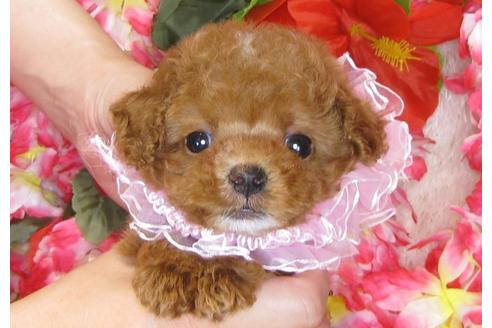 成約済の茨城県のトイプードル-31238の3枚目