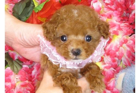 成約済の茨城県のトイプードル-31238の4枚目