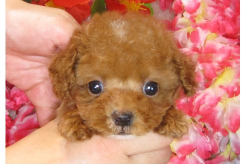 成約済の茨城県のトイプードル-31238の5枚目