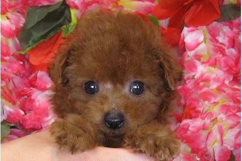 成約済の茨城県のトイプードル-31239の1枚目