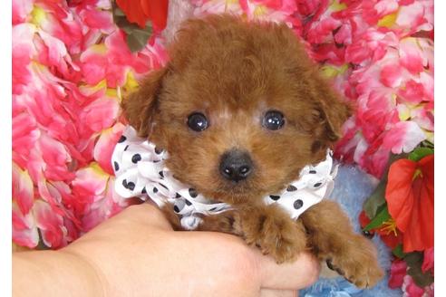 成約済の茨城県のトイプードル-31239の2枚目