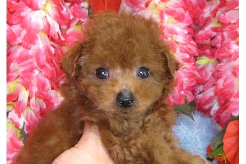 成約済の茨城県のトイプードル-31239の3枚目