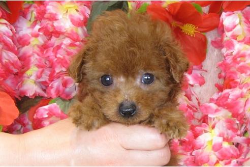 成約済の茨城県のトイプードル-31239の4枚目